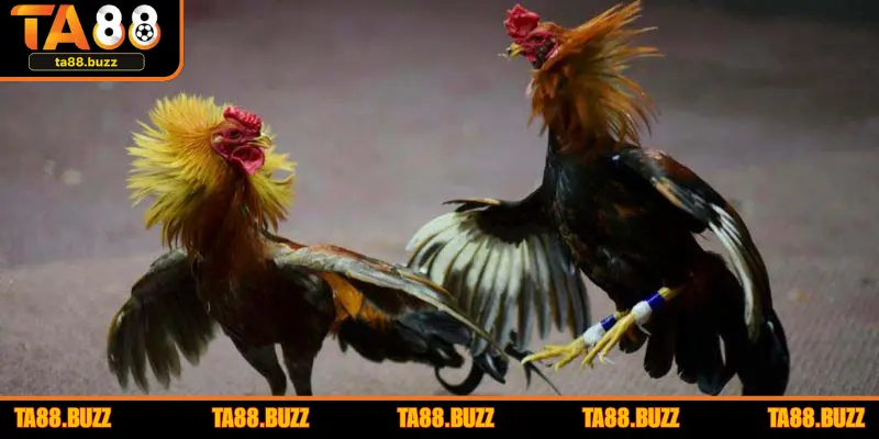 Gợi ý tiêu chí lựa chọn sân chơi chất lượng hàng đầu