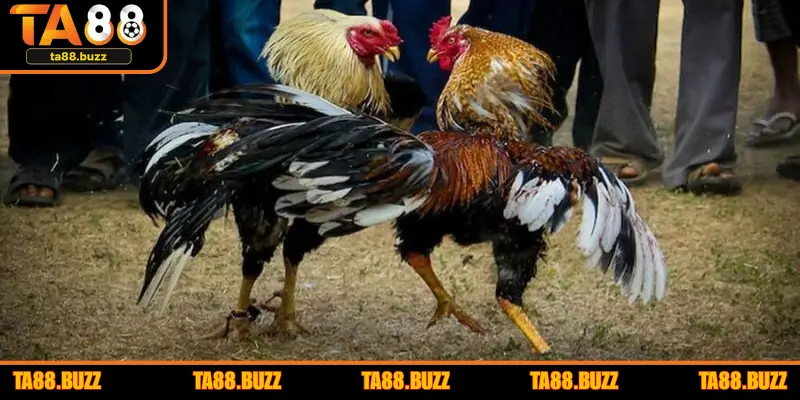 Ưu điểm nổi bật đón đá gà tại TA88